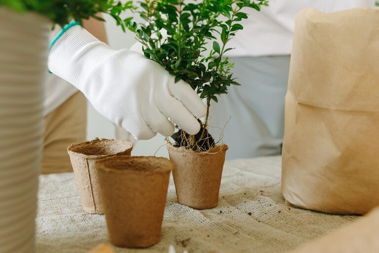 Tips for Creating a Sustainable and Eco-Friendly Home Garden